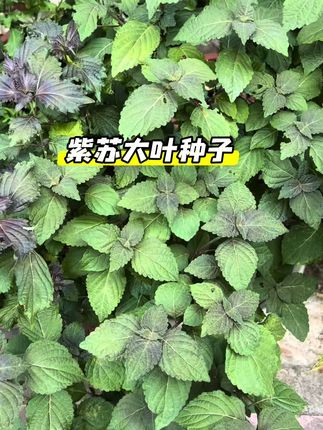 别再羡慕别人阳台有新鲜蔬菜了!这款紫苏种子,撒下就长。它耐热又耐寒,阳台小院都能种。一个多月就能采收,还能多茬收获。紫苏叶可包烤肉、炒田螺,提香又增味。种子还能榨油,浑身是宝。现在入手,开启舌尖上的田园生活 。#紫苏种子 #紫苏 #紫苏种植 #在家种菜