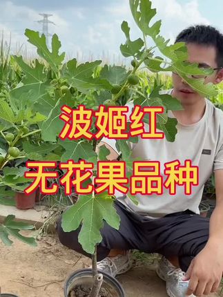 #果树施肥 #种植技术 #果树种植管理 #果苗种植 #无花果