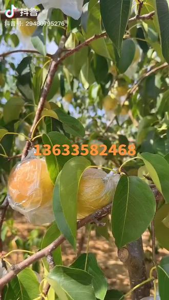 #我要上热门 #优质农产品 #分享家乡特产 🎉🎉新果玉露香梨
春节送礼佳品
不是所有的梨都能上央视,隰县玉露香,“吃一口,流一手”。
🍐🍐梨中极品,品质独特,果大,汁多,皮薄,肉细,爽脆,核小,香甜,具有清肺功效,想要肺健康,就吃玉露香。自家自产自销,保质保鲜。全国可快递发货🚚,有需要的朋友赶快联系哈~13633582468