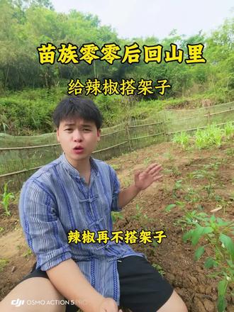 苗族零零后回山里是如何给辣椒搭架子的 #真实生活分享计划 #我的乡村生活 #新农人计划