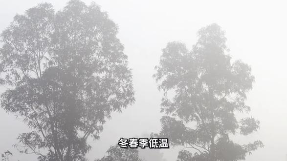 油菜冬春季防冻害办法