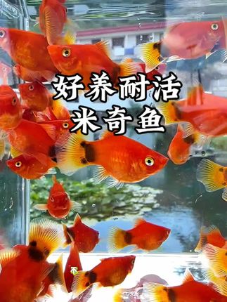 这种鱼你只能养一条,因为它实在太能生了,缸里随便养两条,不出俩月就还你一个红红火火的鱼世界!#观赏鱼#小型热带鱼#新手养鱼#米奇鱼