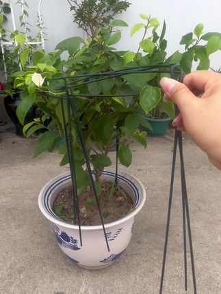 #蟹爪兰花架#半圆形花架#花卉绿植 #爱生活爱养花 #家庭养花