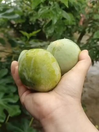 #三农#快来一起尝个鲜 #新鲜采摘 #优质农产品 #水果当季热卖