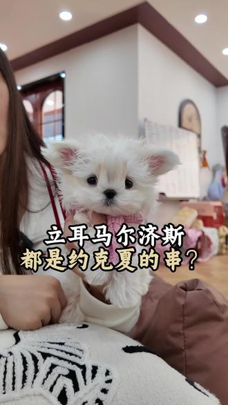 一条视频说清楚是不是所有立耳的马尔济斯犬都是和约克夏的串?#马尔济斯 #约克夏 #养狗避坑 #新手养狗 #宁波犬舍