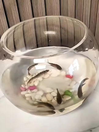 圆形鱼缸高端玻璃鱼缸加厚养龟养金鱼水培高清鱼缸#圆形鱼缸 #玻璃鱼缸 #鱼缸里的大自然 #鱼缸改造 #鱼缸造景