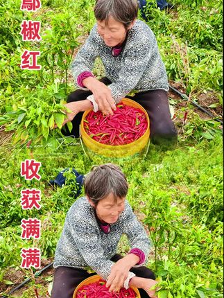 鄢椒红#辣椒 #辣椒管理技术 #辣椒管理方案 #三农