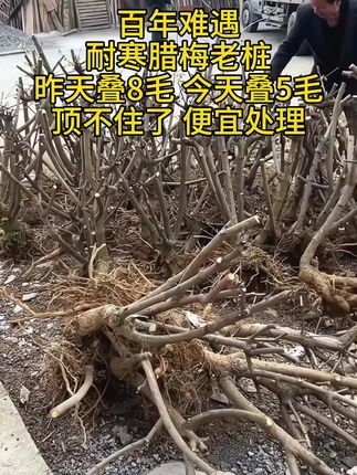 带芽发货耐寒浓香型梅花树盆栽室内外庭院阳台花卉绿植腊梅老桩#腊梅种植 #腊梅 #盆栽 #树苗