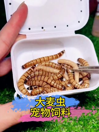 新鲜大麦虫这“宠物营养餐”肯定囤!白白胖胖的虫体,高蛋白还多汁,鹦鹉、鱼、仓鼠、爬宠都巨爱,吃了毛发光泽、活力满满~ 现捞现发,保鲜做得巨到位,收到还活蹦乱跳的。直接喂或冷冻存都方便,一次一小把,宠物抢着吃,再也不用愁挑食~ 把这“天然营养包”带回家,宠物吃得香长得壮,赶紧冲!#饲料#宠物饲料#大麦虫#养个很新的宠物#超便宜超划算 @DOU+上热门 @抖加🔥上热门🔥dou+🔥热点宝