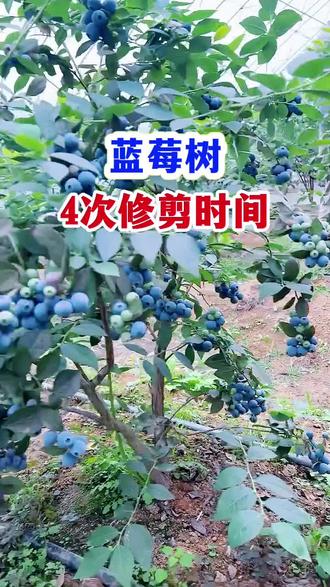 蓝莓树种植技术分享,蓝莓四次修剪时间!蓝莓树修剪!#蓝莓修剪 #蓝莓树种植方法 #蓝莓种植 #蓝莓种植技术 #蓝莓种植基地