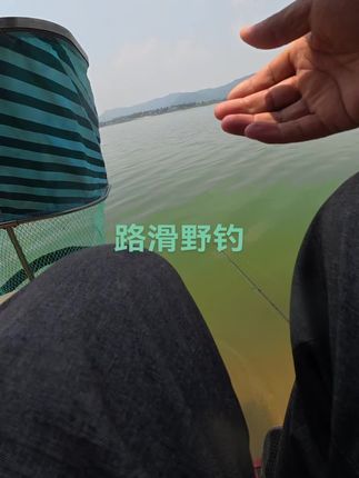 翘嘴一天比一天小了