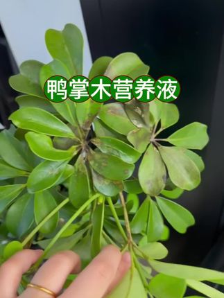 鸭掌木养着养着就出现黄叶掉叶怎么办?你是不是浇自来水了?#鸭掌木 #鸭掌木盆栽 #鸭掌木营养液 #鸭掌木专用 #爱生活爱养花