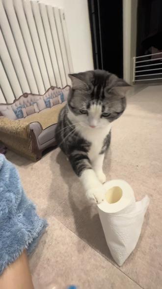 方法适用于接触过target Training的小朋友,没有接触过的要从头开始训练#猫咪日常 #萌宠 #萝卜纸巾 #猫咪日常vlog