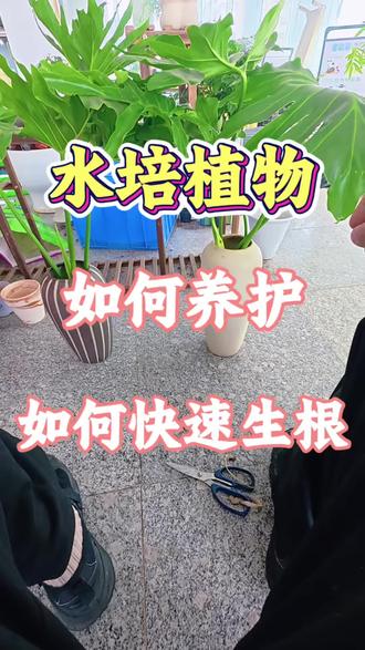 水培植物如何养护的更好?#真实生活分享计划 #我的家里不能没有植物 #水培植物#水培绿植 #水培营养液