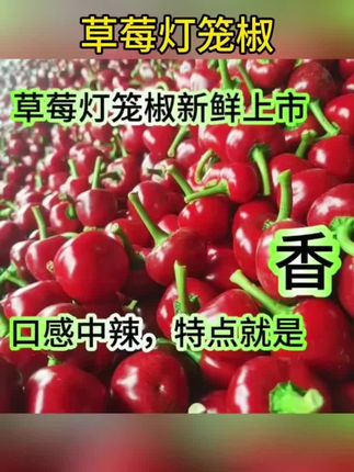 #草莓椒 #好物推荐🔥 @巨量千川 @抖音小助手
