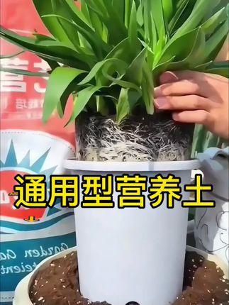 通用型营养土
