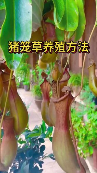 猪笼草的养殖方法和注意事项 猪笼草的养殖方法和注意事项#猪笼草养护 #猪笼草盆栽 #猪笼草的养殖方法 #猪笼草专用肥 #养花专用土肥