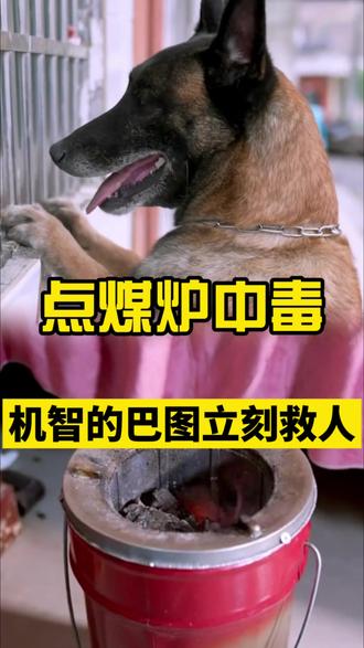 煤炉一氧化碳中途 机灵的巴图立刻救人#乡村守护人 #乡村生活 #情感 #狗狗