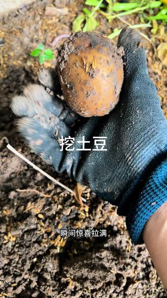 下班后的快乐#挖土豆 #现挖土豆 #自己种菜,安全又可靠