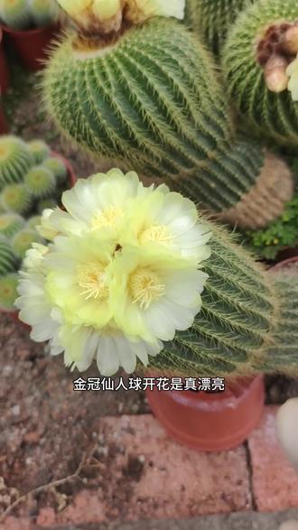 仙人球是植物界的战斗机,金冠是仙人球界的战斗机#家庭养花 #仙人球