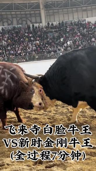 #斗牛视频 全视频来了!