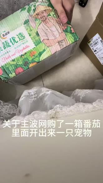 网购有风险 买番茄还送宠物#双马尾 #网购需谨慎 #猫咪抓蟑螂 不是这双马尾坐了几天车还不噶的吗,没给我吓晕过去,这对于一个怕蟑螂的女孩子来说是一件多么恐怖的事情,还有这个世界上不能没有猫猫呜呜呜