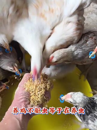 鸡鸭鹅定期驱虫 冠红毛亮长肉块,一整年都好养。#强烈推荐 #科学养鸡 #养鸡小妙招 #生态散养土鸡 #农村散养土鸡