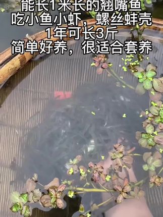 翘嘴鱼,肉质鲜嫩好吃,1年可长3斤,下塘就吃小杂鱼,简单好养,各地都可养殖 #翘嘴鱼 #水产养殖 #水产人 #新农人计划 #鱼
