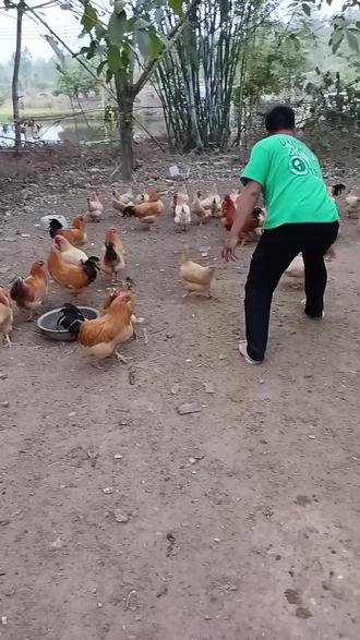 窑鸡之选材(母鸡)首选
捉鸡#窑鸡#乡村生活#