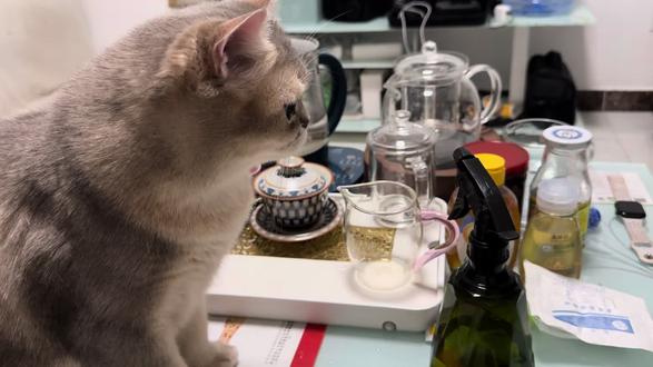 小🐱:你盐津虾啊
#猫咪🐈 #小猫日常 #宠物vlog