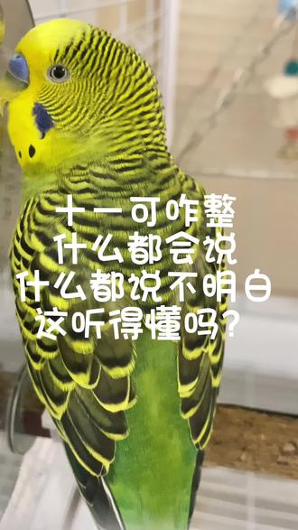 #真实生活分享官 马上有钱我们十一学会了,看到视频最后哈#鹦鹉 #会说话的鸟 #马上有钱 #虎皮鹦鹉
