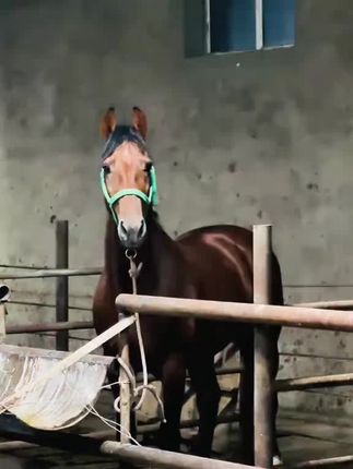 #爱马#气场全开 #马到成功