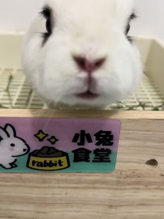 露露最爱的北提 #兔兔#露露#这也太可爱了吧 #萌宠 #萌宠日常记录