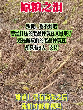 #老品种黄豆 #三农 #把老祖宗留下来的东西继续发挥作用 #把家乡的味道分享给大家
