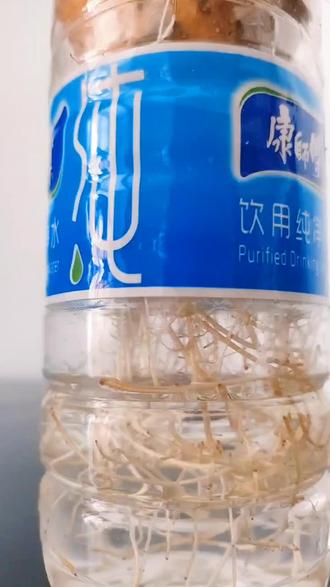 不是绿直买不起,红薯腾更有性价比,五二快乐。