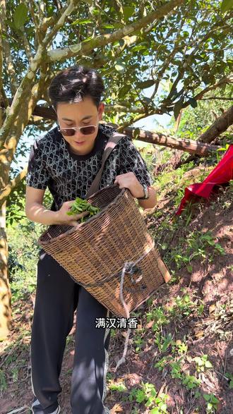 凤凰窝窝心炒制#凤凰窝普洱茶