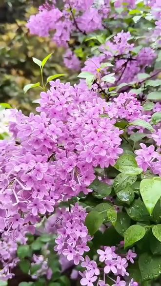 欧洲丁香花 适合南北方种植的丁香花 皮实好养的丁香花#丁香花 #欧洲丁香 #庭院植物 #盆栽