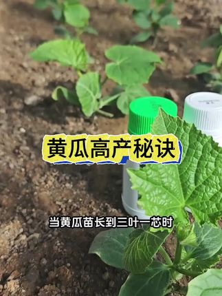 有经验的种植大户,黄瓜高产的诀窍#黄瓜种植技术#黄瓜高产种植#牛多多黄瓜种植