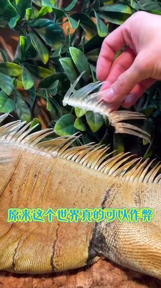 青年创作者扶持计划 四种常见病,中教你调 # 中医 # 抖出健康知识宝藏 # 我的年度健康盘点 # 涨知识医疗科普