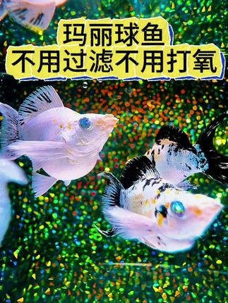 新手养鱼不知道养什么的?推荐你养这种玛丽球鱼,不用过滤,不用打氧,新手轻松饲养#观赏鱼 #玛丽球鱼 #新手养鱼 #养鱼日记