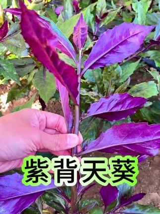 #上热门 紫背天葵血皮菜种子四季播种阳台盆栽小院种植简单夏季蔬菜#松香是怎么制作出来的 #植物科普小知识 #适合控糖期喝的茶有哪些 #我的乡村生活
