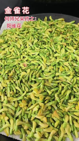 何师兄采药之:阳雀花
又名:金雀花 土黄芪