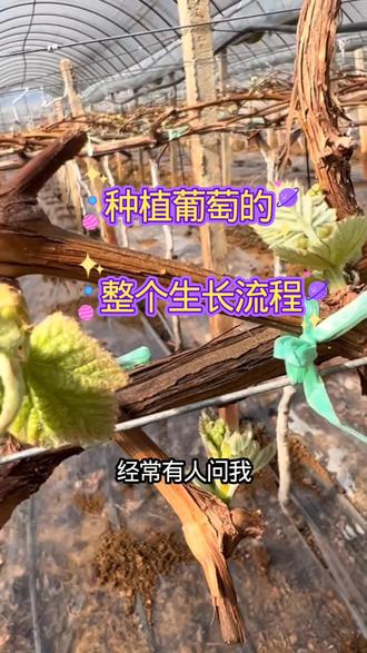 葡萄整个生长流程管理来喽!#每天分享种植农业小知识 #葡萄种植 #扶农助农一直在行动