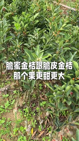脆蜜金桔跟脆皮金桔那个果更大更甜#苗木基地种植 #果树苗木供应