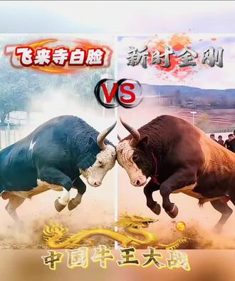 中国牛王大战 12月20日 新时金刚VS飞来手白脸牛主 "火辣 "正能量 "斗牛精神 "斗牛爱好者