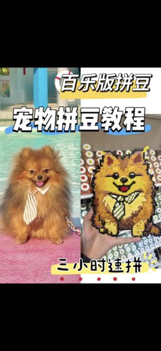 宠物拼豆定制来啦#拼豆教程#宠物拼豆定制 #拼豆图纸定制 #博美拼豆图纸 #小狗拼豆图纸