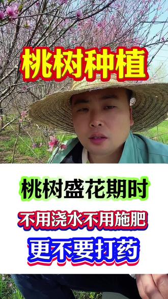 桃树盛花期不要浇水,不要施肥,更不要打药#桃树#果树#果树种植#果园管理
