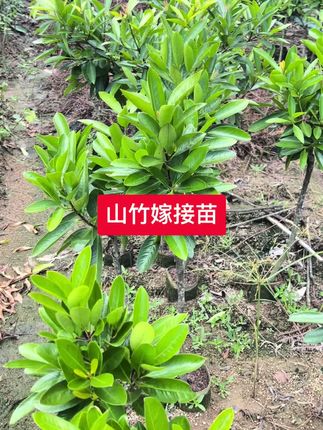 #果树嫁接 #山竹 #山竹嫁接苗 #果树种植 #果苗供应