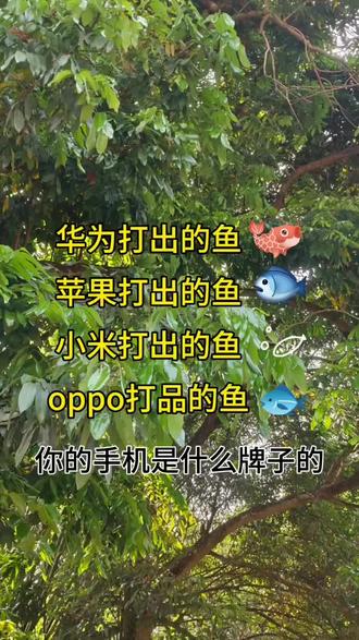你们的鱼儿是啥样的?🤣