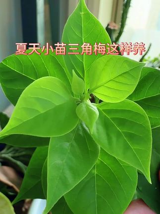 夏天三角梅小苗这样养#室内绿植 #养花小知识